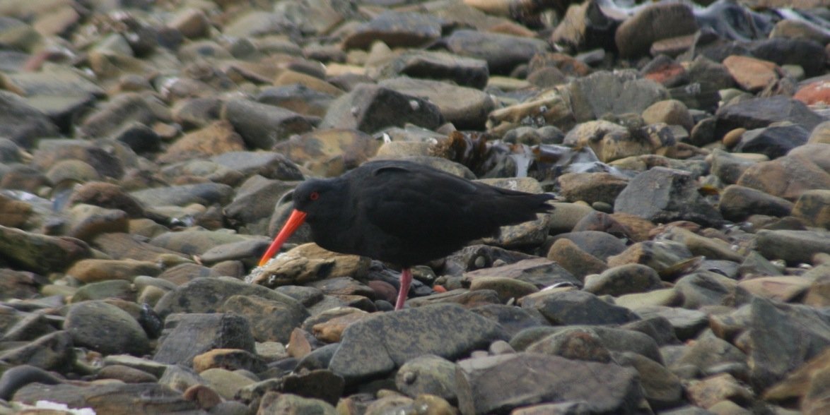 Variable Oystercatcher