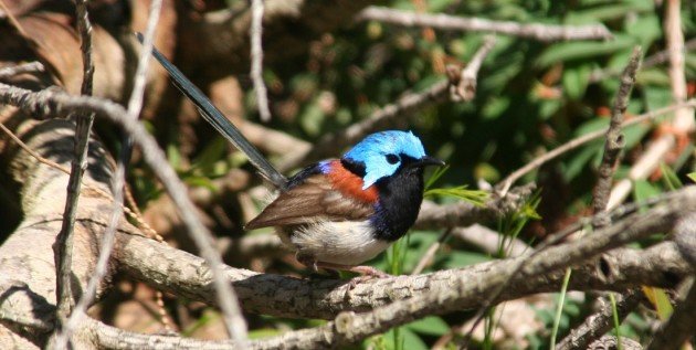 Variagated Fairy-wren