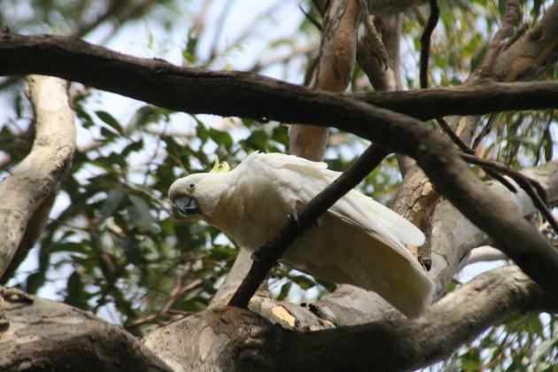 Cockatoo