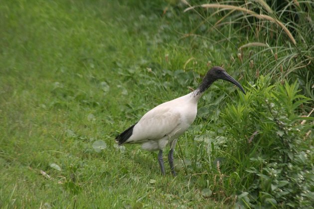 white ibis in sydney