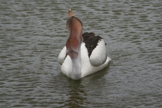 Australian Pelican