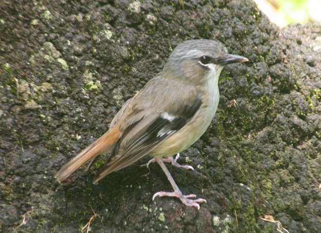 Grey-headed Robin trunk