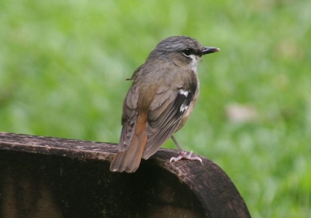 Grey-headed Robin looking away