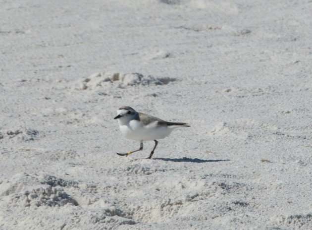 nature, birding, snowy plover