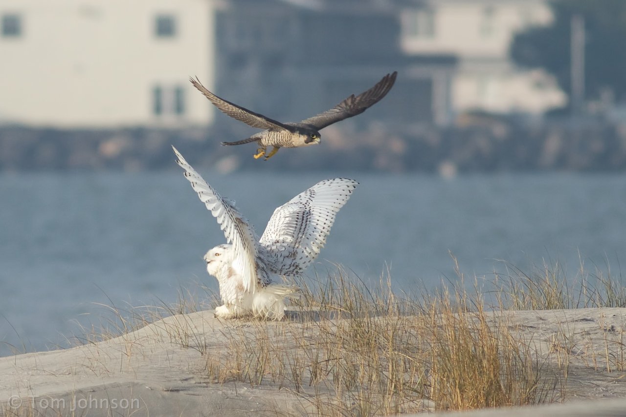 Peregrine Falcon dive-bombing a Snowy Owl by Tom Johnson