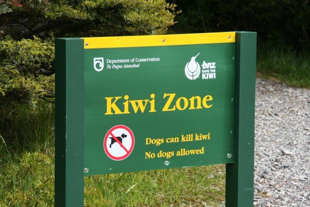 Kiwi zone