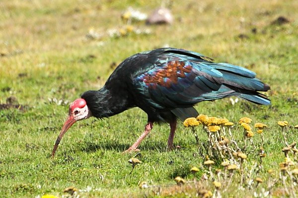 Ibis-Southern-Bald-Sani-Pass-Les-AR-14