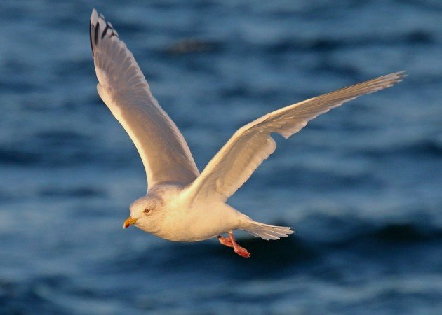 Iceland Gull