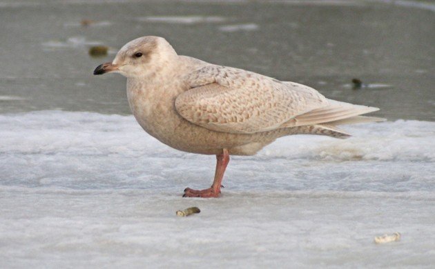 Iceland Gull at Baisley Pond Park