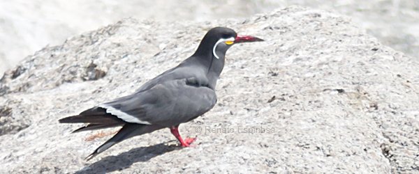 Inca Tern