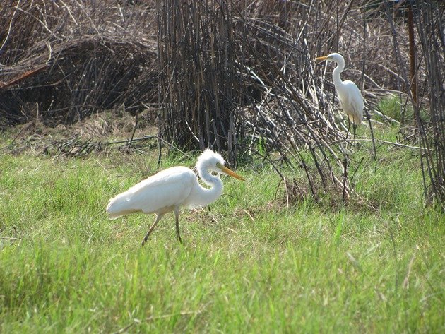 Intermediate Egret (2)