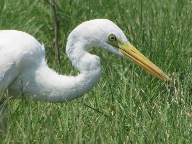 Intermediate Egret (3)