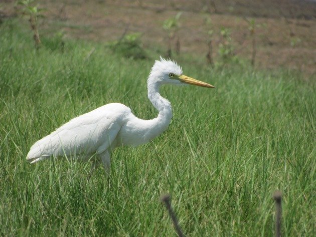 Intermediate Egret (5)