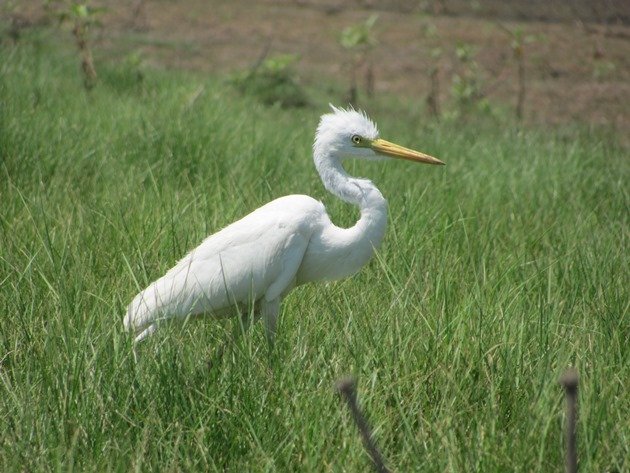 Intermediate Egret (6)