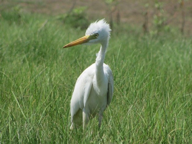 Intermediate Egret (7)