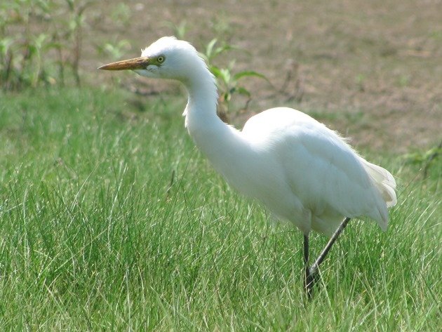 Intermediate Egret (8)