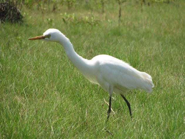 Intermediate Egret (9)