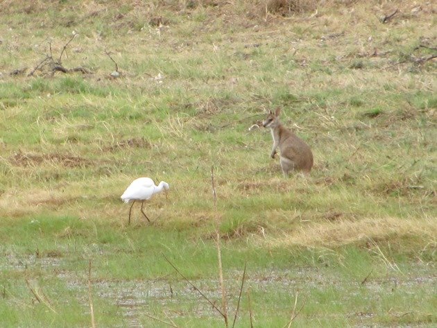 Intermediate Egret and Agile Wallaby