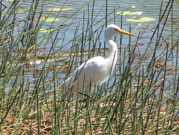 Intermediate Egret