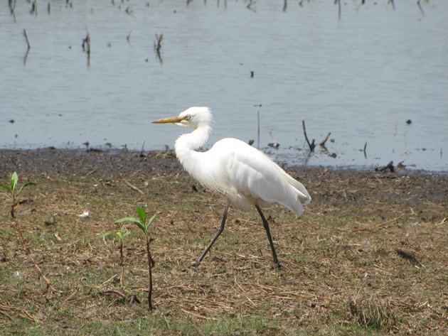 Intermediate Egret