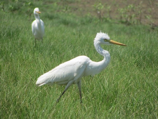 Intermediate Egrets