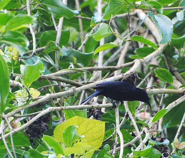 Jamaican Blackbird