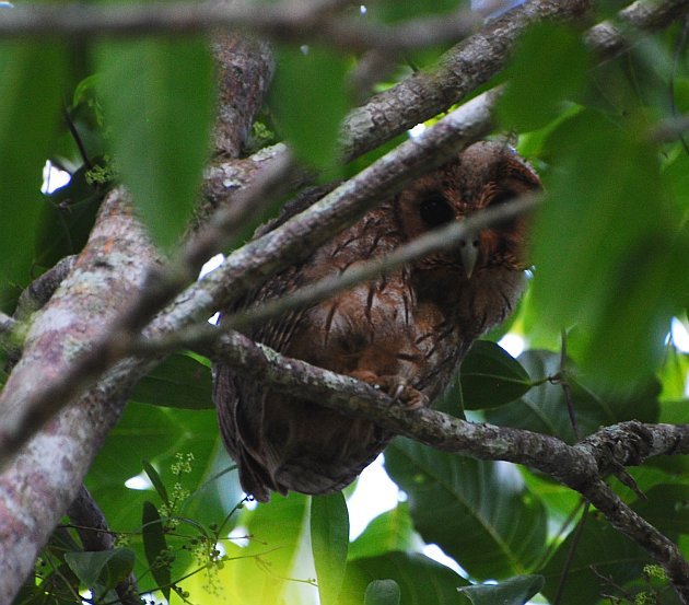 Jamaican Owl