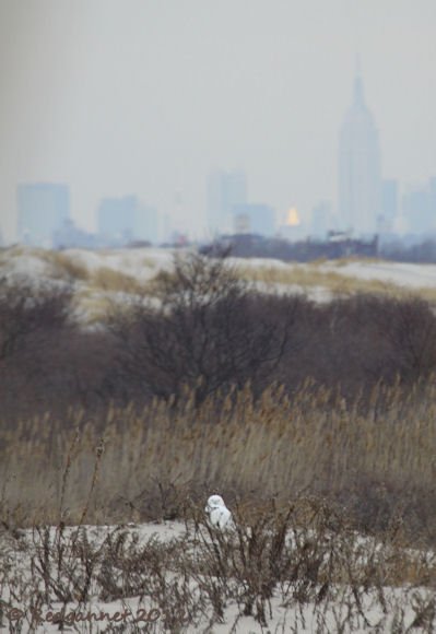 JFK 14Feb12 Snowy Owl 02