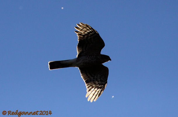 JFK 19Oct14 Sharp-shinned Hawk 01