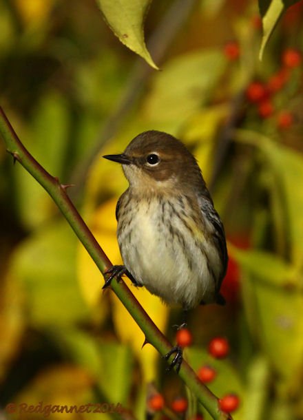 JFK 19Oct14 Yellow-rumped Warbler 09