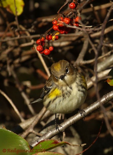 JFK 19Oct14 Yellow-rumped Warbler 12