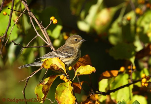 JFK 19Oct14 Yellow-rumped Warbler 13