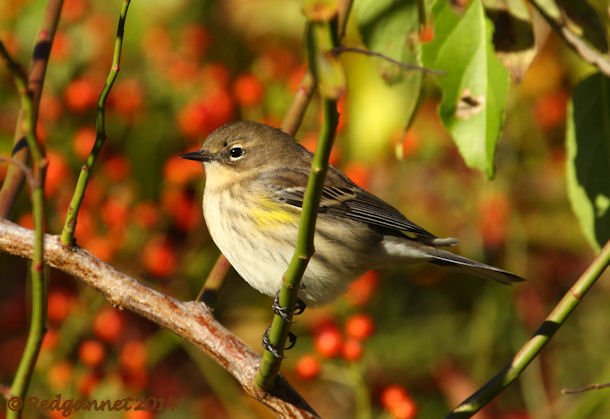 JFK 19Oct14 Yellow-rumped Warbler 16