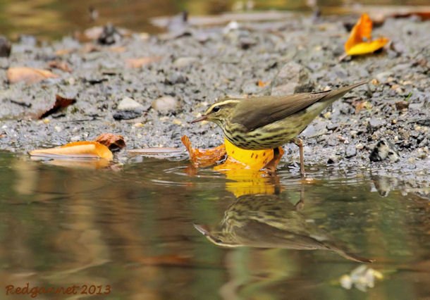 JFK07Oct13 Northern Waterthrush 01