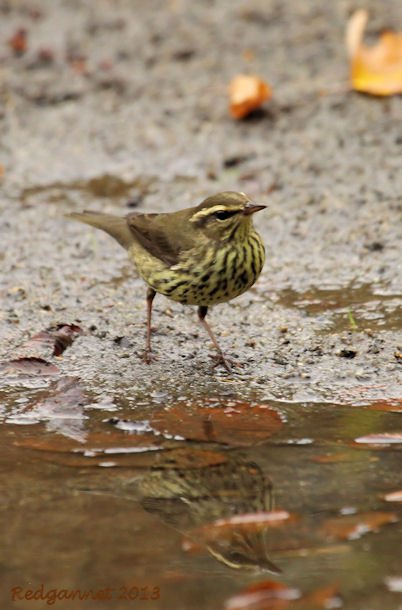 JFK07Oct13 Northern Waterthrush 03