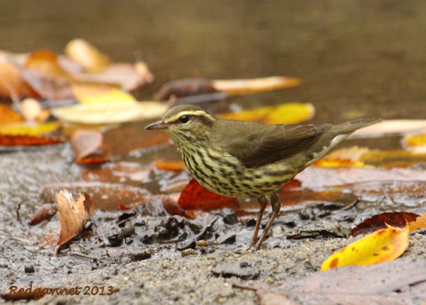 JFK07Oct13 Northern Waterthrush 04