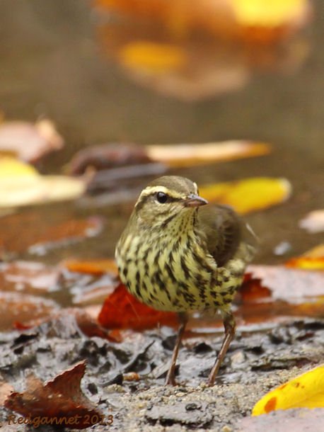 JFK07Oct13 Northern Waterthrush 05