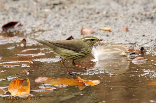 JFK07Oct13 Northern Waterthrush 06