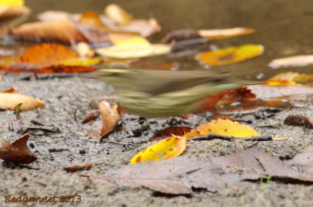 JFK07Oct13 Northern Waterthrush 08