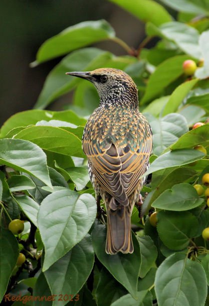 JFK07Oct13 Starling 01