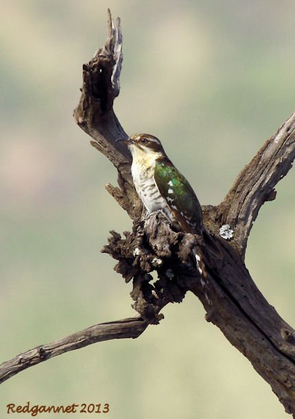 JNB 13Dec14 Dideric Cuckoo 03