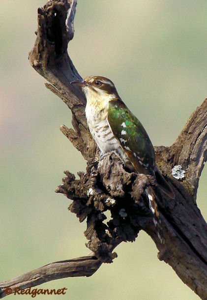 JNB 13Dec14 Dideric Cuckoo 03