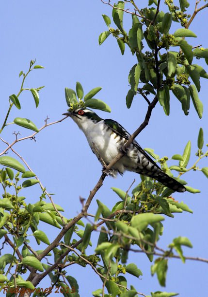 JNB 13Dec14 Dideric Cuckoo 05