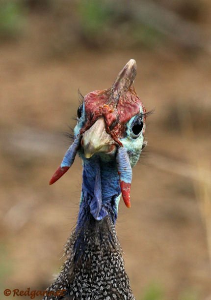 JNB 13Dec14 Helmeted Guineafowl 03