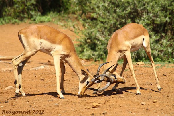 JNB 13Dec14 Impala 01