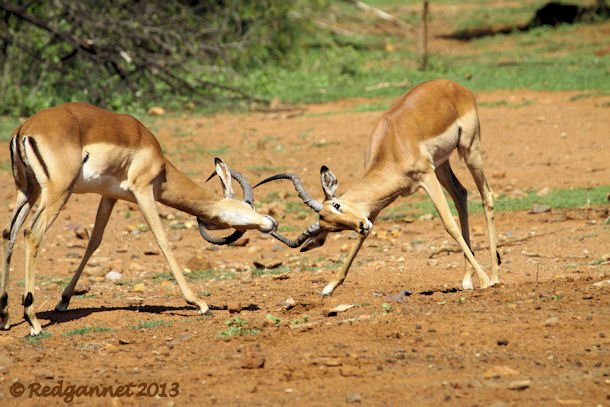 JNB 13Dec14 Impala 05