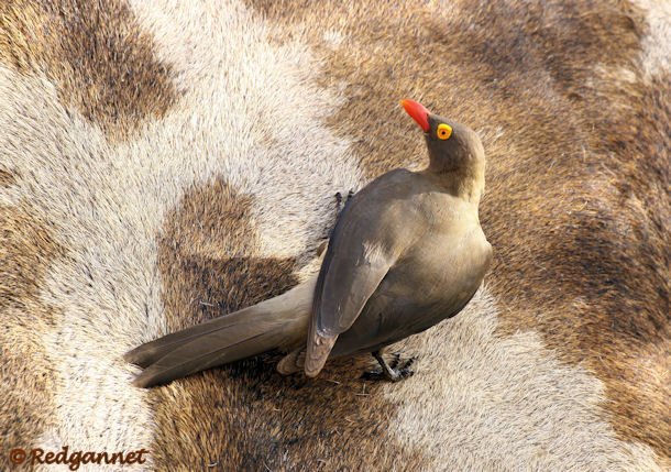 JNB 13Dec14 Red-billed Oxpecker 01