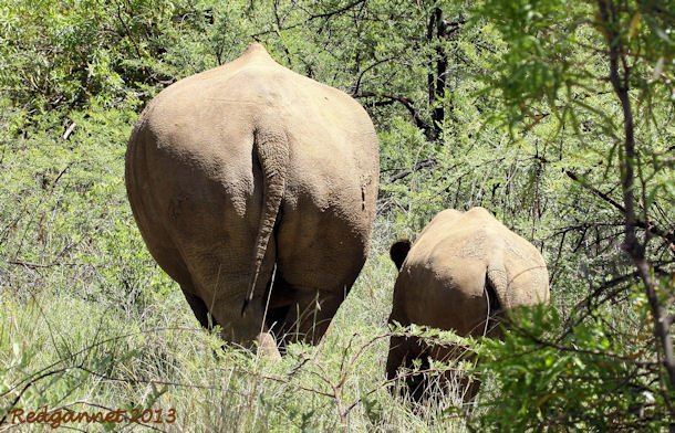 JNB 13Dec14 White Rhino 01