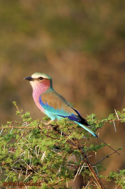 JNB 16Apr07 Lilac-breasted Roller