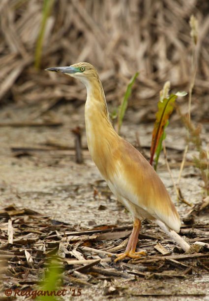 JNB 16Jan15 Squacco Heron 01